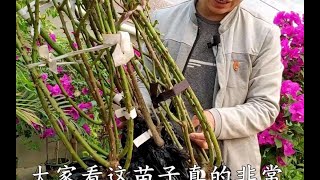 秋冬季节，最适合栽种月季大苗，比小苗长势更快