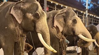 Thripunithura Vriskilosavam Elephants LIVE