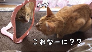 初めて鏡を見た猫の反応は？？