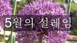 [청도정원]5월정원은 눈호사하는달/피는꽃보며 행복하세요/