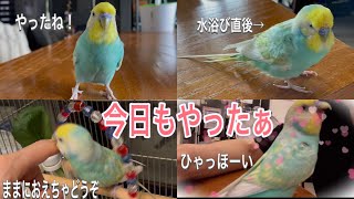 2021.9.13 しんちゃん今日もやったぁ　【セキセイインコしんちゃんときょきょの暮らし】