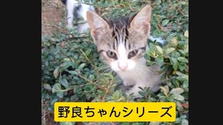 野良ちゃんシリーズ : 元気一杯の子猫ちゃん達‼️ #イスタンブールの猫   #野良猫 #cat # ねこ #子猫