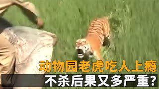 動物園老虎發瘋吃人，老虎吃人會上癮，不殺後果又多嚴重？