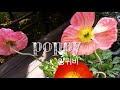 앙금플라워 양귀비 꽃짜기 모음 poppy flower piping techniques tutorial