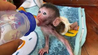 Poor Baby Monkey Shiba Drink Milk Very Delicious