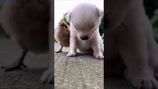 Cute dog 😍 #like#share# trending video # subscribe dog lovers😍😍