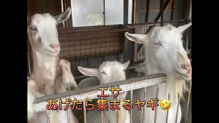 【東京ドイツ村】動物との触れ合い❗️