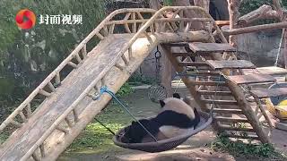 封面视频︱“萌物来袭”——探访重庆动物园大熊猫的日常