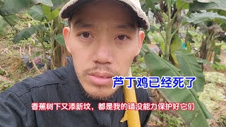 香蕉树下又添新坟，芦丁鸡已经死了，都是我的错没能力保护好它们