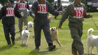 北海道犬協会　岩手支部展覧会　成犬第二牝組　特良１席　クンネノンノ　２席　桜花姫