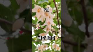 날마다 달마다 해마다 1월~12월 까지 월별 피는 꽃나무