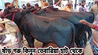 নাটোর তেবাড়ীয়া হাটের ষাঁড় গরুর দাম জানুন। Cow Market Tebaria Hat Natore#krishibanglanatore#khamarbd