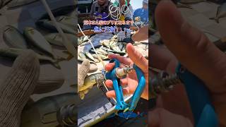 魚に注射😳💉！！？荒木さん家のブリになるまで【その３】