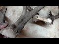 how to stain deer antlers ***super easy*** whitetail taxidermy