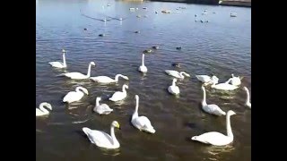 ３８羽　20160211　小美玉市遠州池のハクチョウ白鳥スワンSWANS