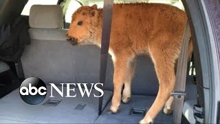 Baby Bison Put Down after Yellowstone Visitors Load Calf Into Car