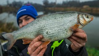 RZECZNE PIĘKNOŚCI - ŚWINKA, JAŹ i KLEŃ - FEEDER FISHING