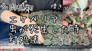 【多肉植物】エケベリアにカイガラムシや綿虫が付いた時の対処法と予防法