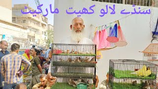 Sunday Lalukhet Market 17_11_2024 Farhan Birds Youtube Channel.