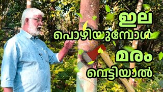 വേനൽ കാലത്ത് ടാപ്പിങ് തുടരാമോ? #rubbertapping #summer