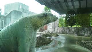 ポロロ　今日も元気です　シロクマ　ポロロ６２４（とくしま動物園）