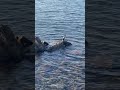 chilling cormorant wildlifebirds wildlife birds sea greece cormorant