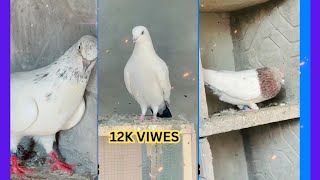 Kabutar LOVER Amazing Pigeon Videos For Whatsapp Status