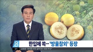 [대전MBC뉴스]국내 최초 '방울참외' 개발