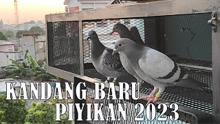 KANDANG BARU PYIKIAN 2023 #merpatipos #racingpigeon  #pigeonracing