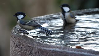 権現山バードサンクチュアリのシジュウカラの水浴び　その７６（4K60P動画）