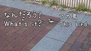 なんだろう? この鳥?　 White Wagtail?