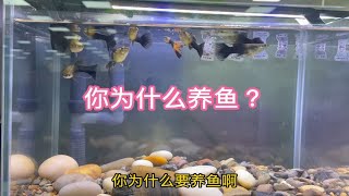 你为什么养鱼？