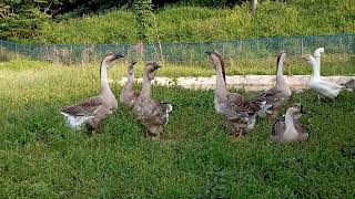 아프리카거위 ㅡ Africa goose ㅡ African geese