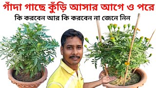 গাঁদা গাছে কুঁড়ি আসার আগে ও পরে কি করবেন আর কি করবেন না জেনে নিন marigold plant care