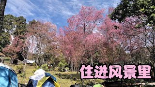 泰国清迈樱花🌸，在樱花树下露营🏕️遇到了很可爱的中国小女孩