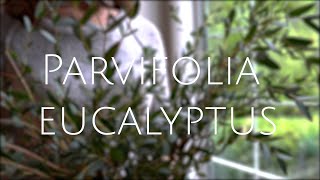 Greenery 101: Parvifolia Eucalyptus