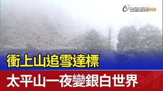 衝上山追雪達標 太平山一夜變銀白世界