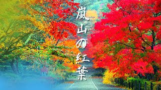 『京都紅葉2022』今が紅葉ピーク‼︎嵐山の紅葉名所を散策します。嵐山を歩く。Arashiyama trip