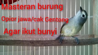 masteran burung opior jawa gacor agar cepat nyaut