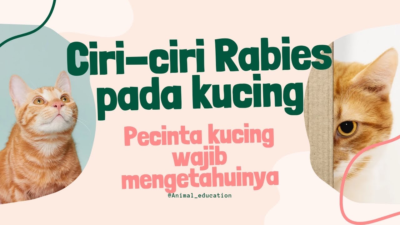 Ciri-ciri Hewan Kucing Yang Terkena Rabies, Pecinta Kucing Wajib ...