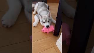 ひたすらブヒブヒ言わせるハスキー犬　#シベリアンハスキー #ハスキー #siberianhusky