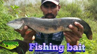 snake head fishing || मरळ मासा पकडणे ||  snakehead fishing || मरल मछली पकडणे का बेस्ट तरीका