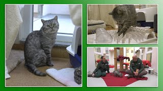 Katzenvermittlung - Dez. 2020 / Jan. 2021 (Tierheim Hannover TV)