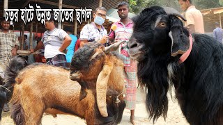 বেড়া চতুর হাটে কোরবানীর ছাগল গাড়ল ও খামারের বড় পাঁঠার বাজার দর