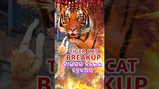 ଟାଇଗର ବିଲେଇ ବ୍ରେକଅପ୍ !! 😂😂🤕🤕Tiger Cat Breakup !! #viral #shots #shortsvideo