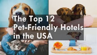 The Top 12 Pet-Friendly Hotels in the USA