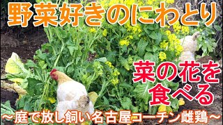 野菜好きのニワトリ～庭へ移植した菜の花を食べる放し飼いの名古屋コーチン雌鶏～