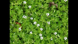 Discover the amazing benefits of the Neer Brahmi plant