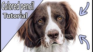 How to draw realistic BROWN FUR with colored pencil | Step by step tutorial