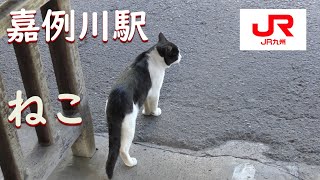 【駅ねこ】嘉例川駅／肥薩線